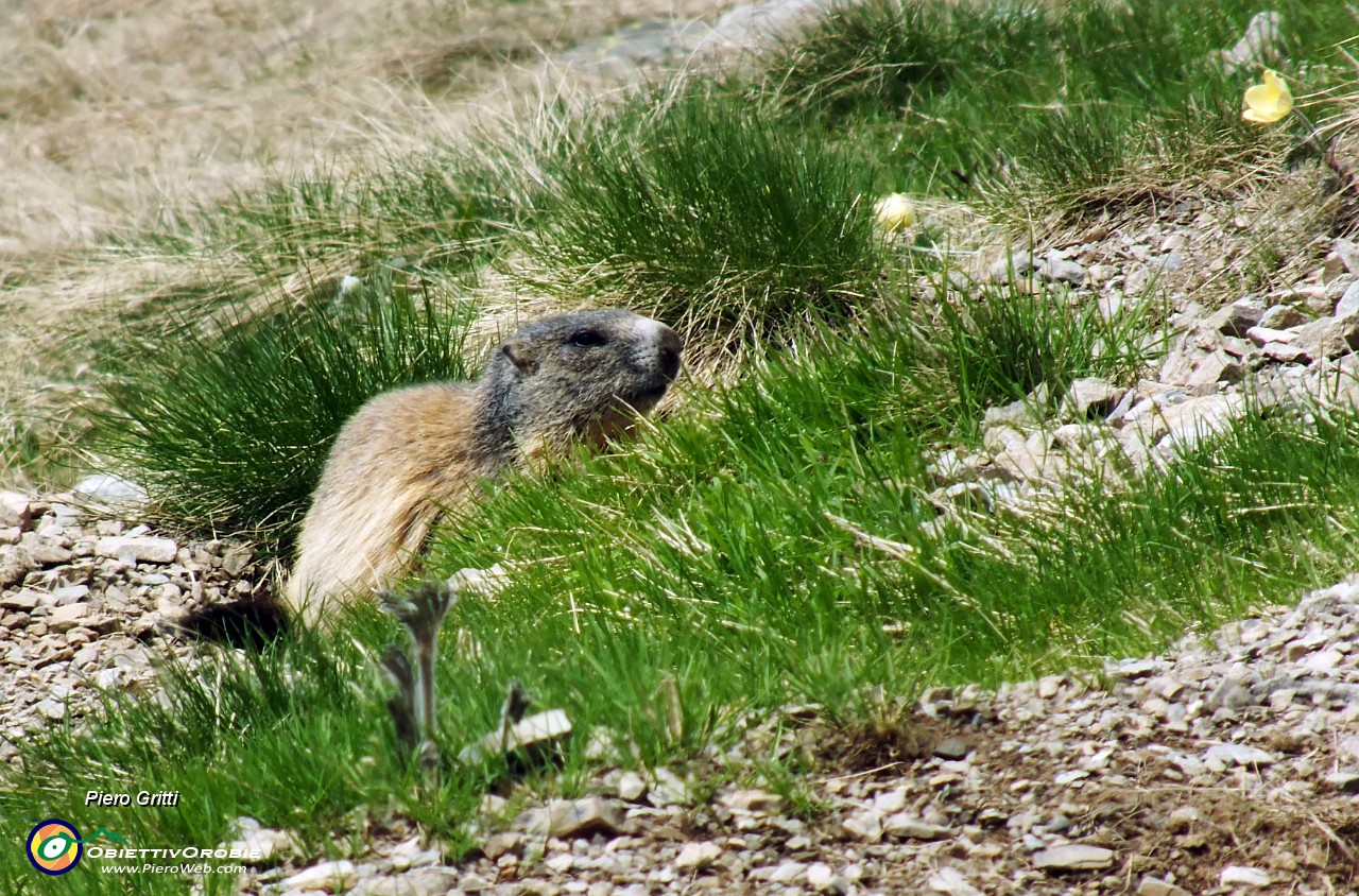 80 marmotta rientra in casa sua.JPG